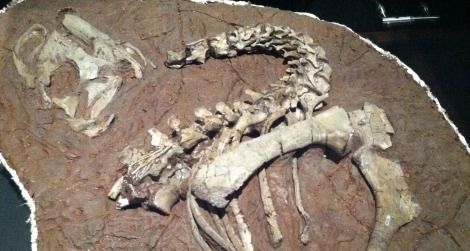 A partial Tenontosaurus skeleton on display at the Museum of the Rockies in Bozeman, Montana.