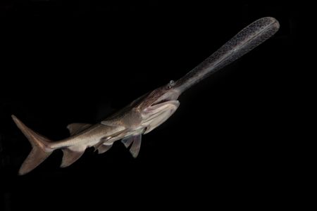 The American paddlefish, which makes spawning migrations up the Yellowstone and Missouri Rivers.