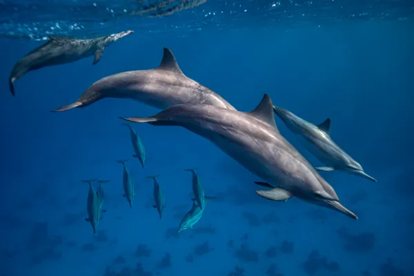 Endangered by extinction long-nosed spinner dolphins of Red Sea thumbnail