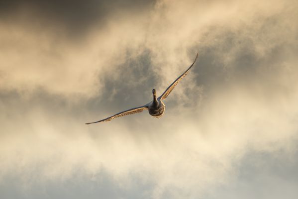Swan in Flight at Sunset thumbnail