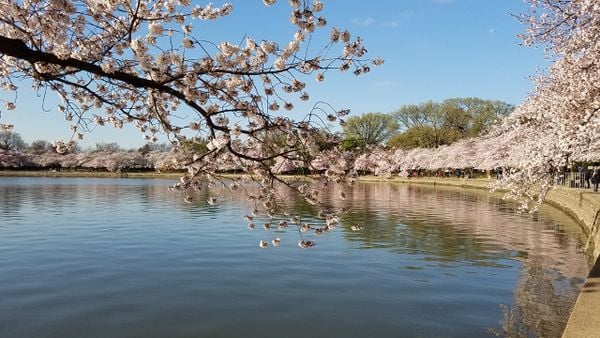 Tidal Basin Cherry Blossoms Washington DC Samsung SMG935V thumbnail