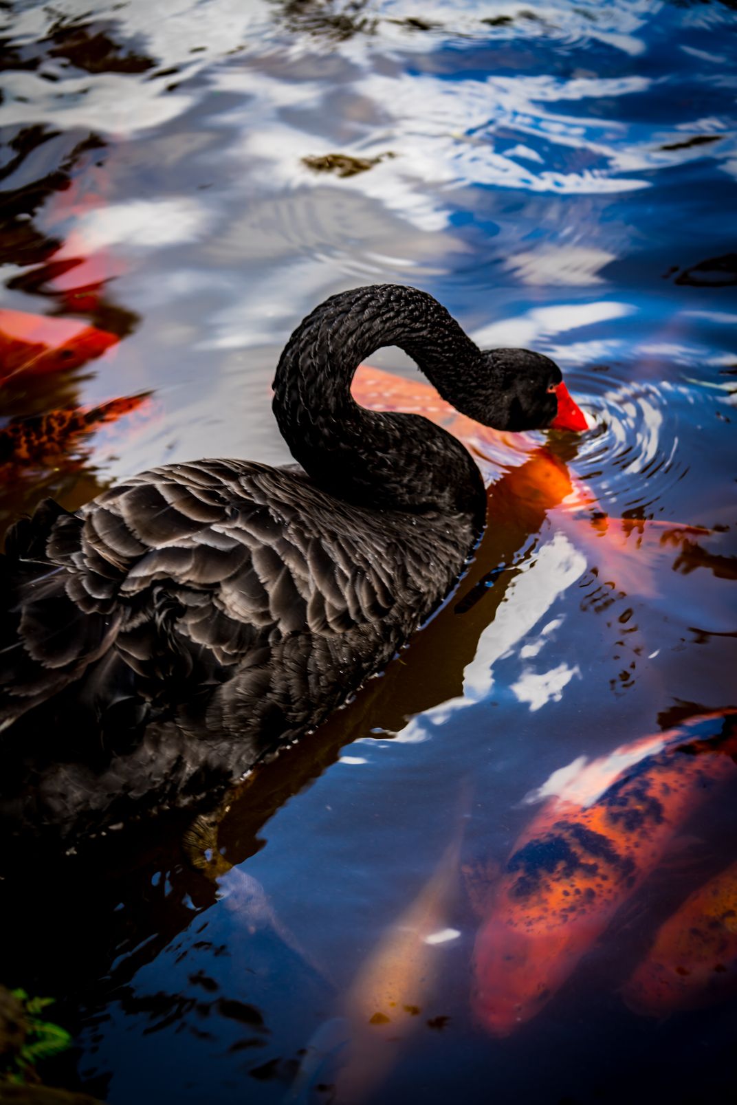 Black Swan, Orange Koi | Smithsonian Photo | Smithsonian Magazine