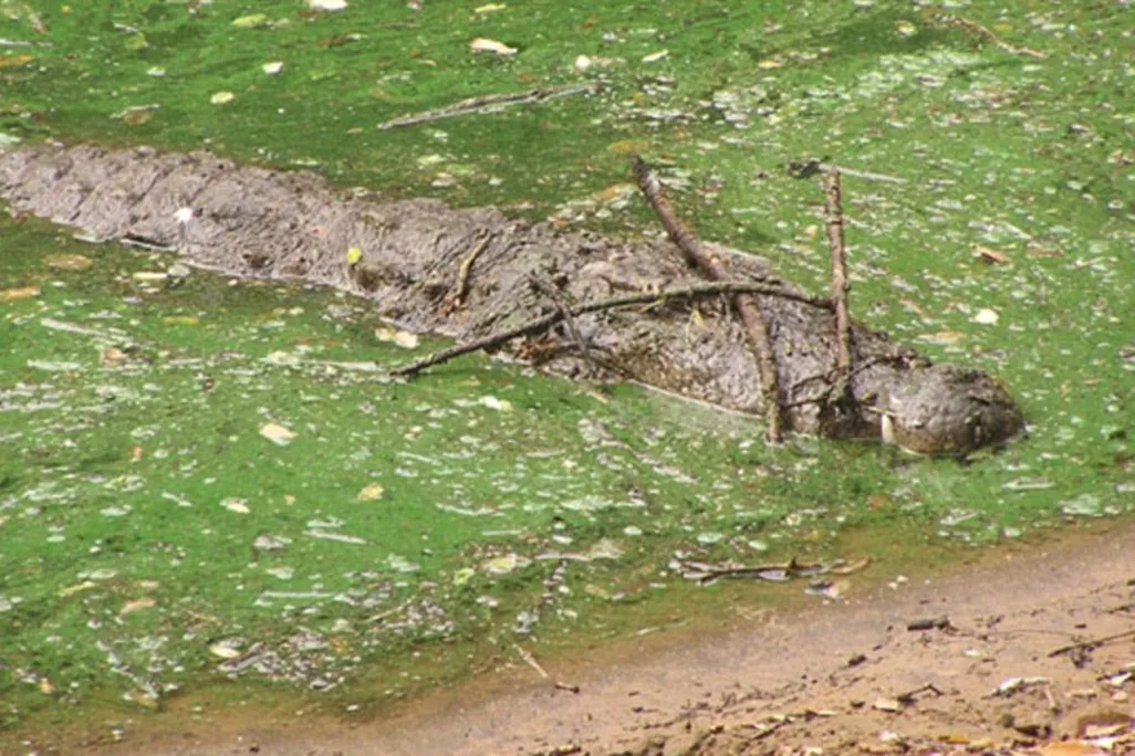Crocodile lures prey