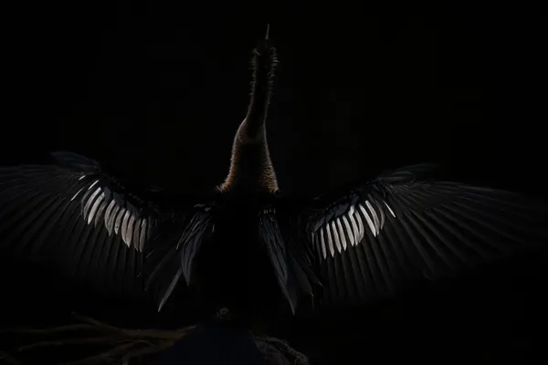 Anhinga Drying Its Feathers Chiaroscuro thumbnail