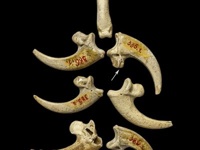 An image of white-tailed eagle talons from the Krapina Neandertal site in present-day Croatia, dating to approximately 130,000 years ago. Scientists theorize that they may be part of a necklace or bracelet. 
