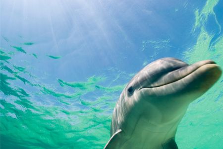 An albino bottlenose dolphin, like this one but without its melanin, was spotted off the coast of Florida in December. 