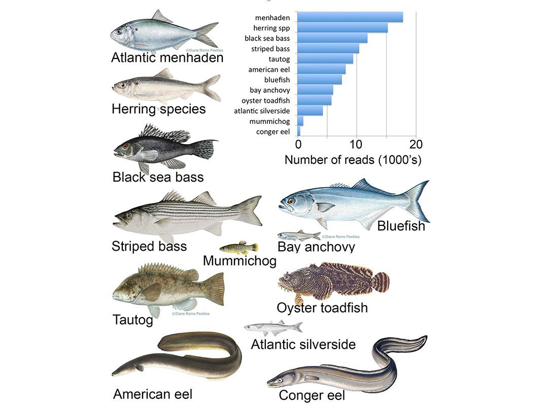 Fish identified via eDNA