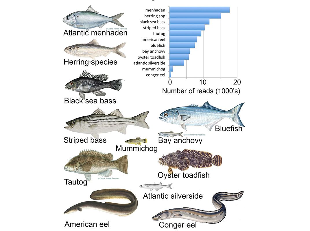 How Do Fish Become Male or Female? - The Atlantic