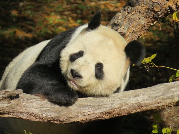 National Zoo Panda thumbnail
