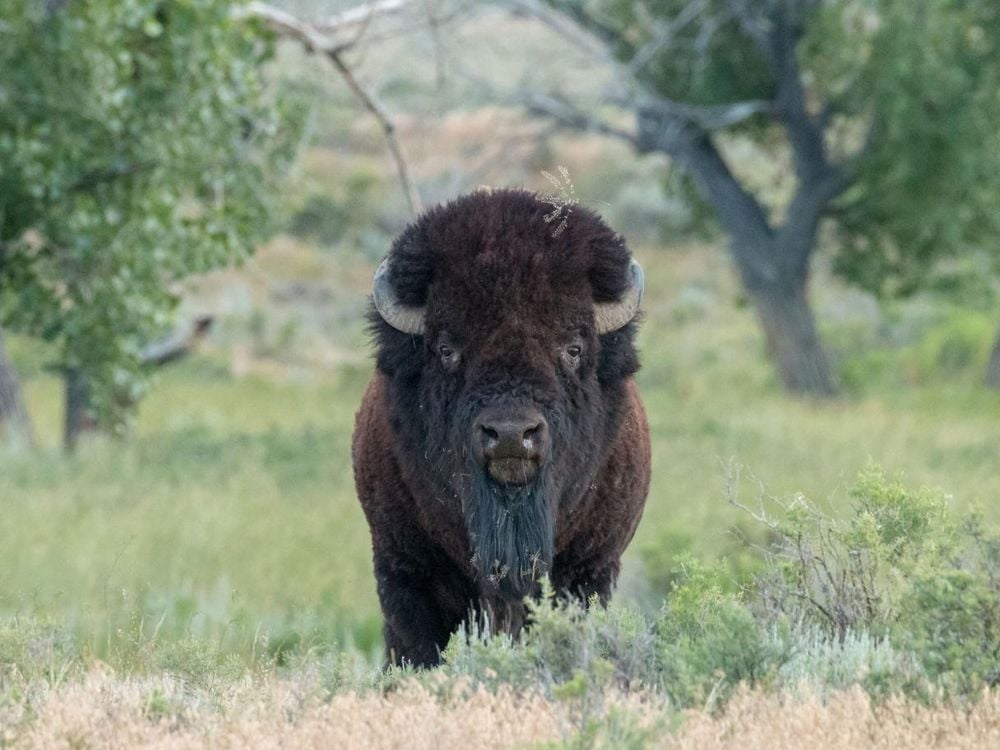 A bison on the Northern Great Plains.
