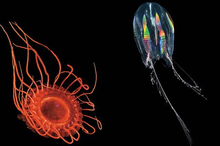 Jellyfish glow with the flow in the Gulf of Maine and the Weddell Sea.