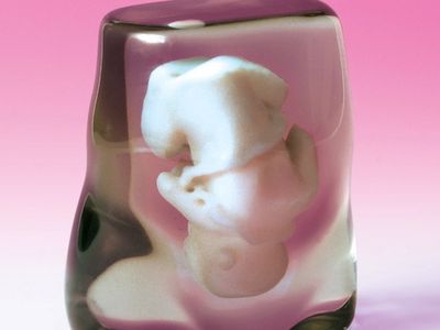 Clear rosin represents the mother’s tissue, while the fetus is suspended in white.