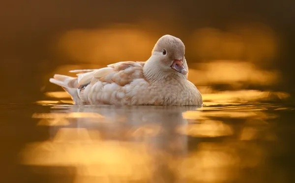 Rare beauty thumbnail