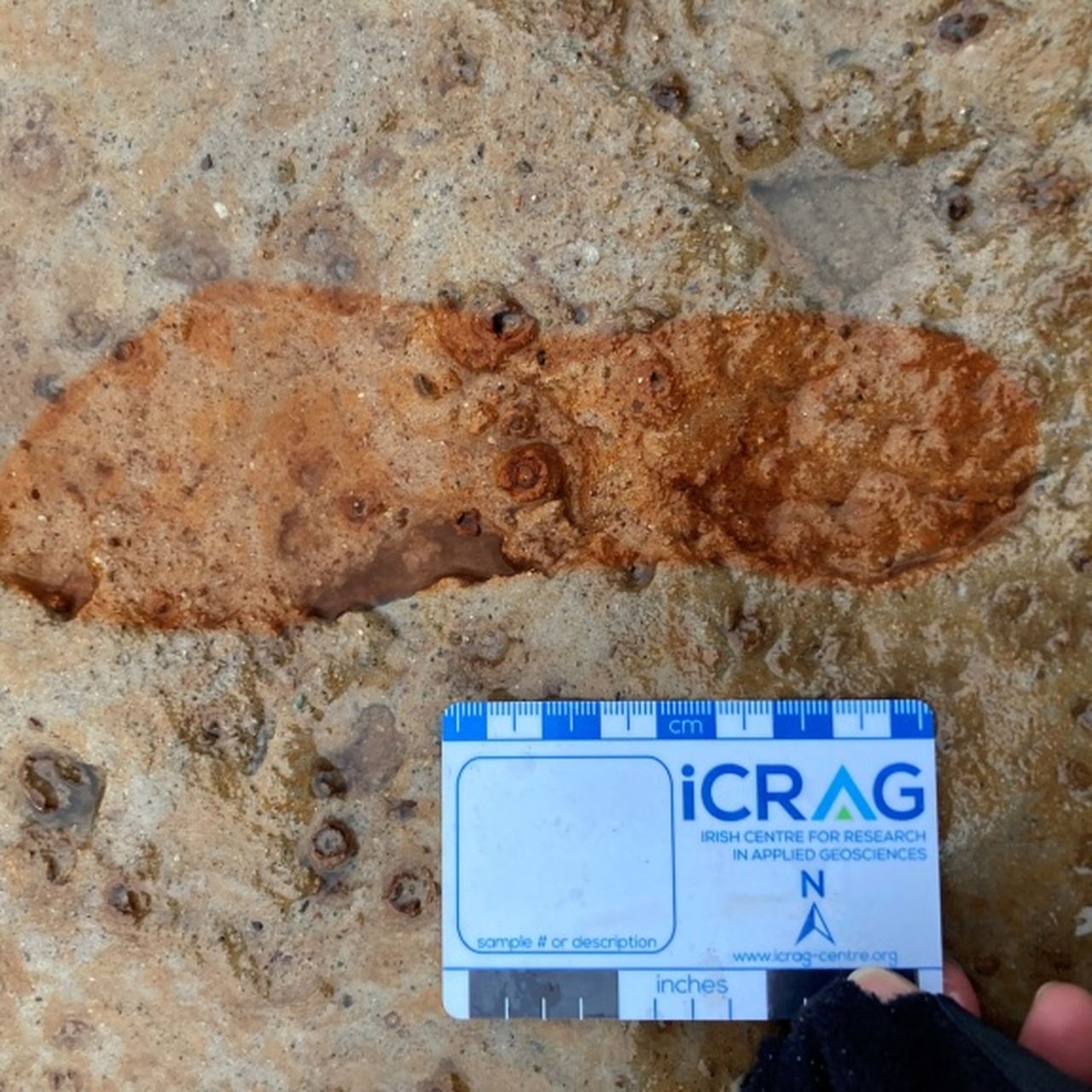 A Couple Walking Their Dogs Noticed 2,000-Year-Old Footprints on