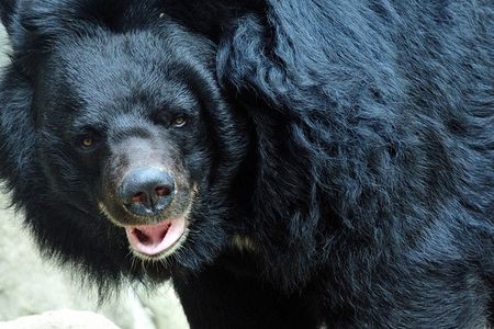 An Asiatic black bear, also known as a moon bear