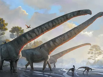 A rendering of Mamenchisaurus sinocanadorum dinosaurs with their 50-foot-long necks.