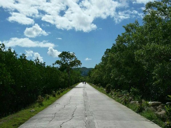 A high way road at the mid of mangrove forest thumbnail
