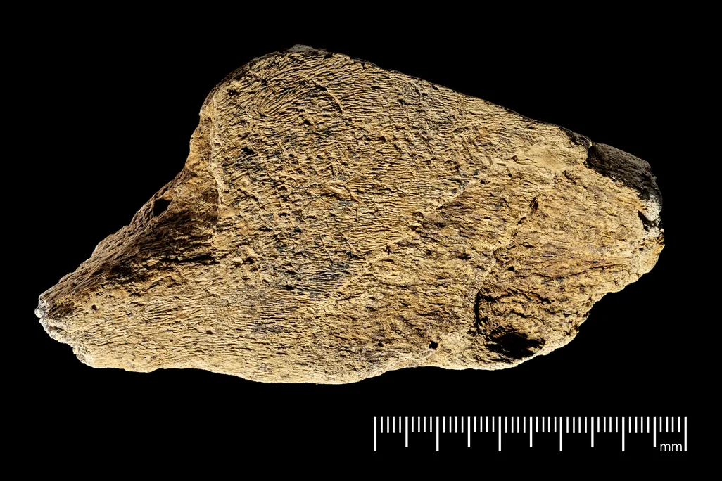 A piece of bone against a black backdrop with a set of measurement lines below
