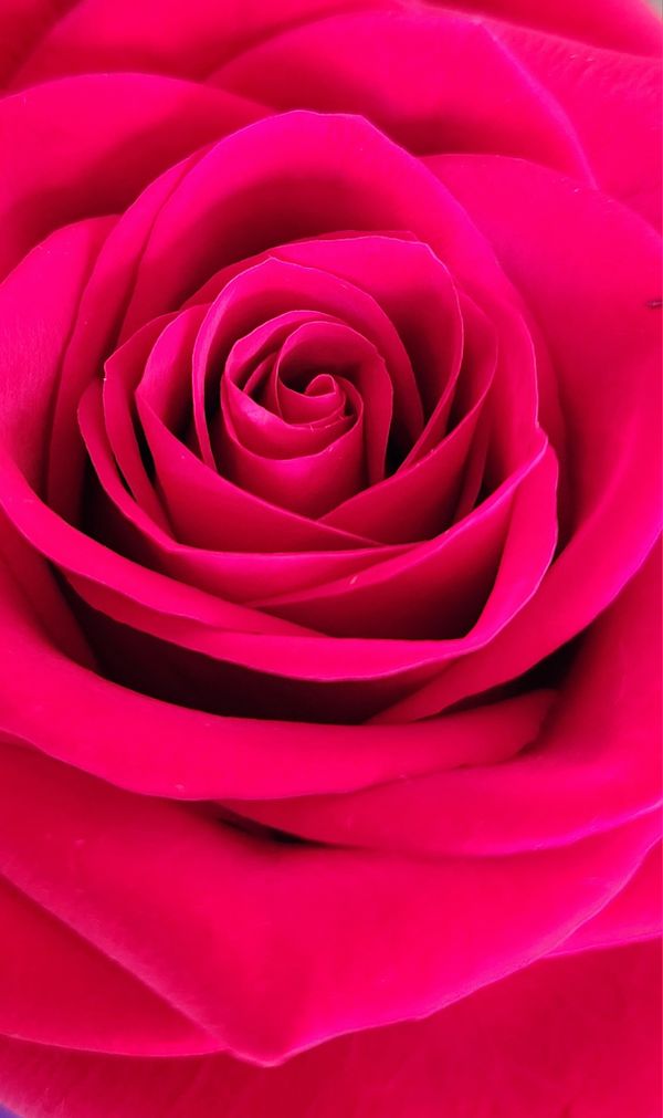 A rose up close. thumbnail