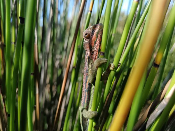 Hidden in a beautiful mess thumbnail