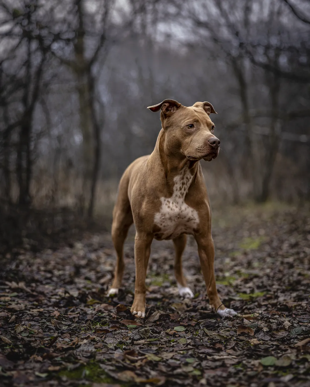 4 - Chauncey, a young pit bull terrier mix, stands at attention on a trail.