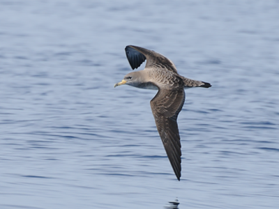 A Scopali's shearwater skims the water's surface.
