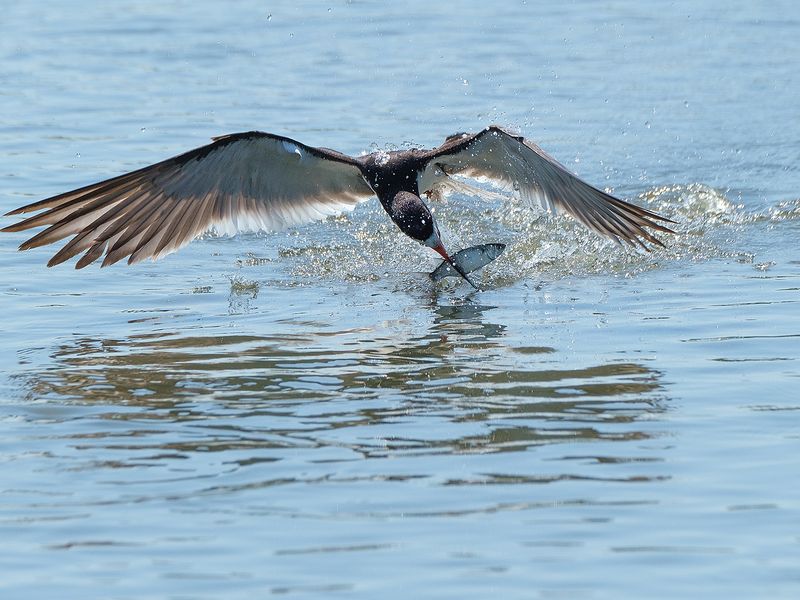 Black Skimmer Fishing Smithsonian Photo Contest Smithsonian Magazine