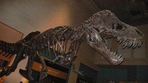 20110520083143smithsonian-tyrannosaurus-rex-300x169.jpg