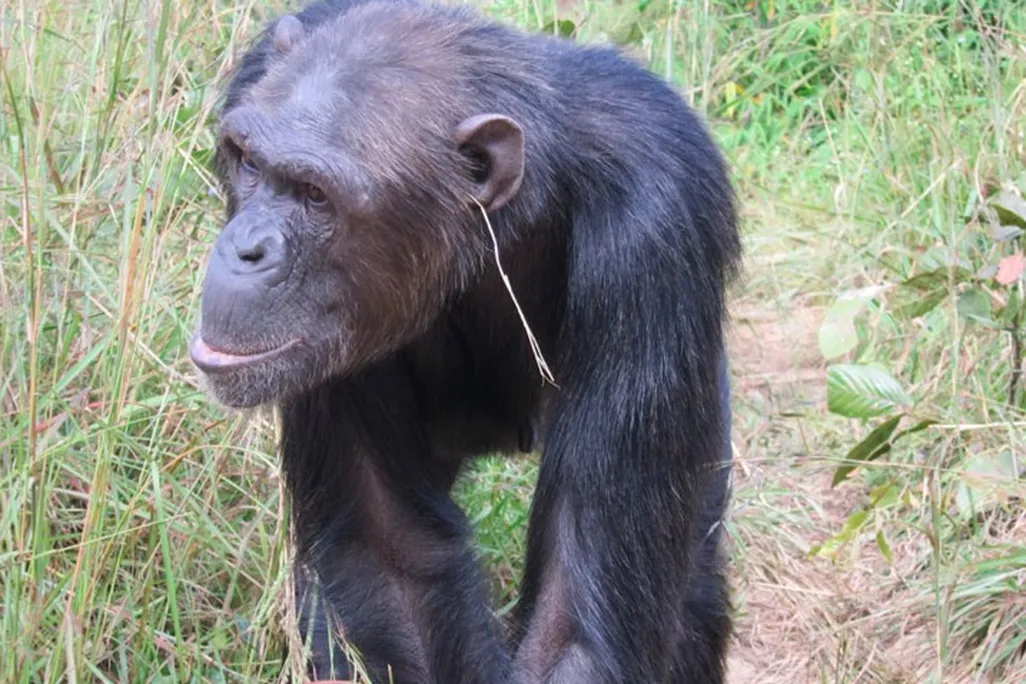grass-in-ear-chimpanzee.jpg