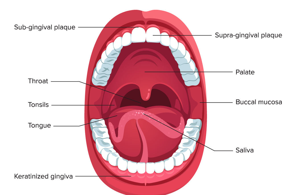 Mouth Diagram