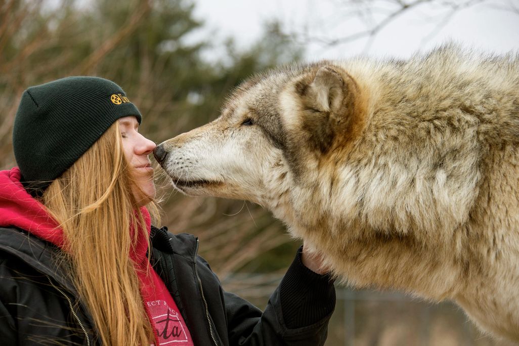 Social Wolf