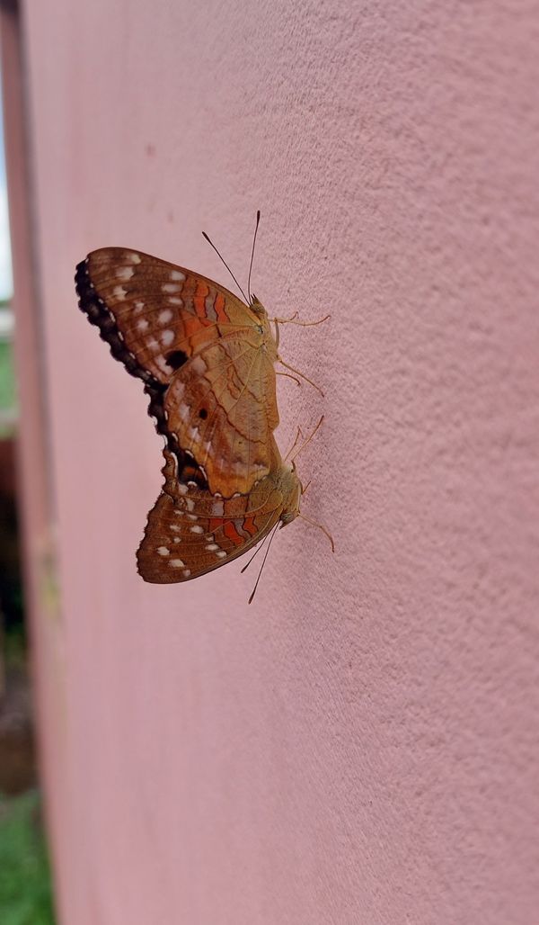Butterfly mating thumbnail