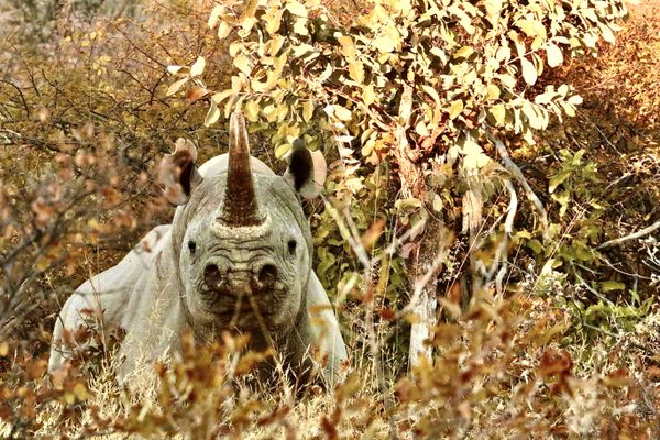 Black Rhino Standoff thumbnail