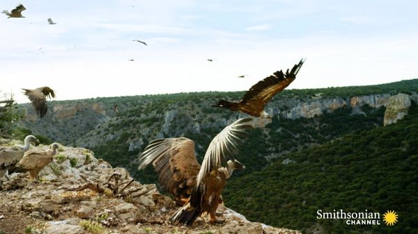 Preview thumbnail for Griffon Vultures Depend on the Sun to Fly. Why?