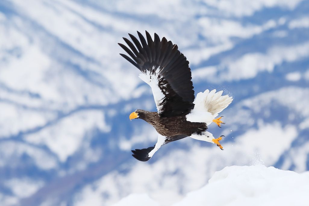 An image of a Steller's sea eagle flying over a snowy moutain range. The eagle has a large yellow beak, and white tail feathers.