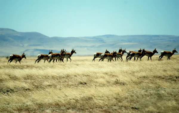 Pronghorn Antelope on the plains of San Augustin thumbnail