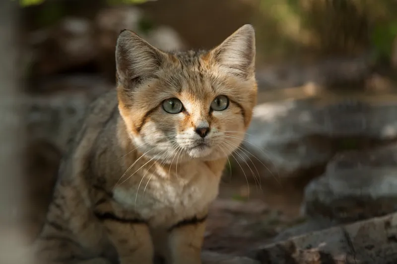 Ten Amazing Small Wild Cats, Science