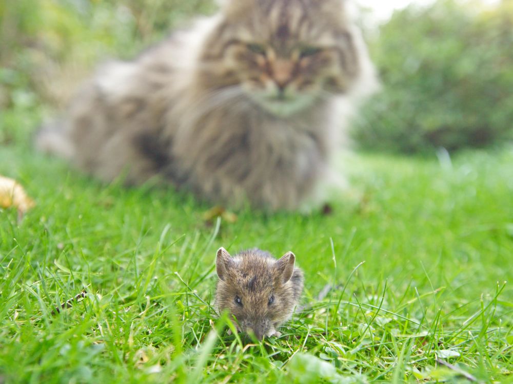 Cat watching mouse