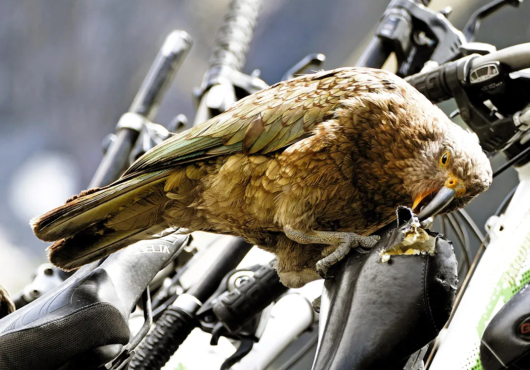 kea destroys bicycle seat