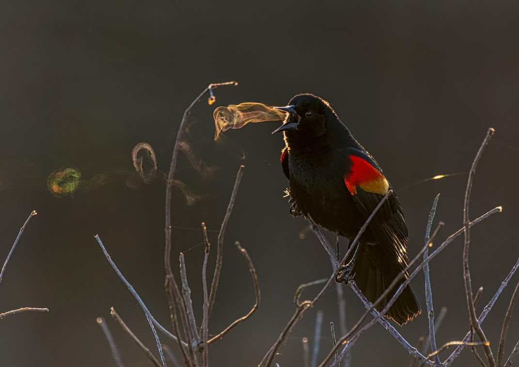 Audubon Photography Award Winners Show the Breathtaking Beauty of Wild Birds