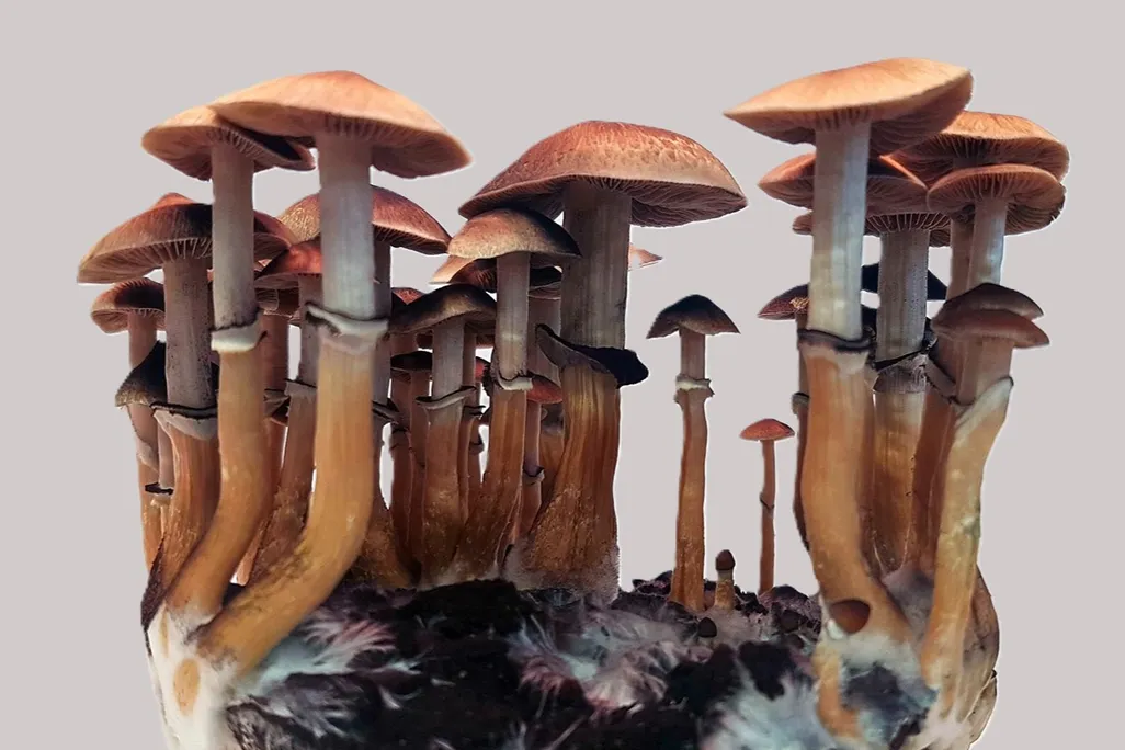 a group of mushrooms