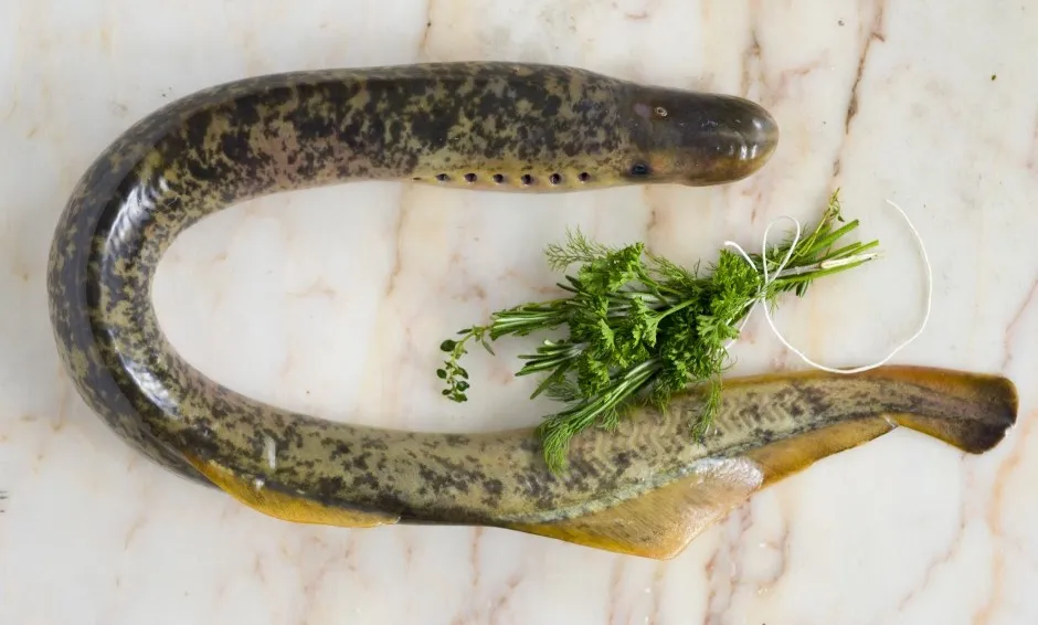 A lamprey ready to be chopped into a crusty pie. Photo: Lemonnier, Nicolas LDA/the food passionates/Corbis