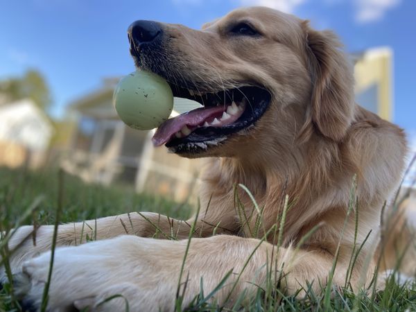 Duke, the Golden Retriever, Satisfied after a long game of fetch thumbnail