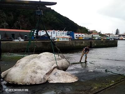 The giant sunfish found floating near Faial Island in the Azores archipelago