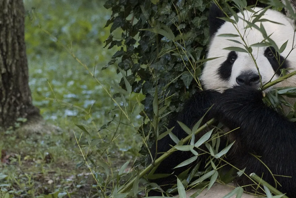 Tian Tian longform main