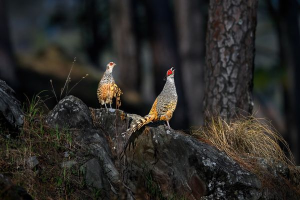 Cheer Pheasant calling thumbnail