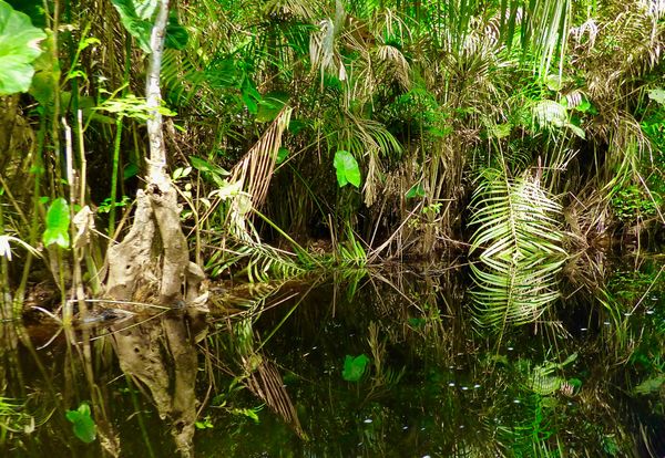 Mirror Images in "The Jungle Area," a Swamp Forest, Near a Stilt Village thumbnail