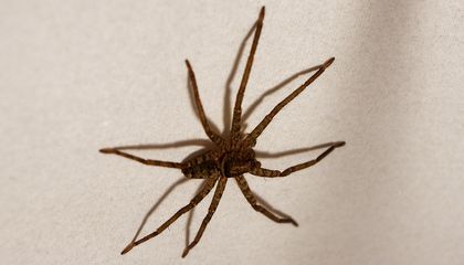 Australia's brown huntsman spider tops speed ranking at up to 13 km/h