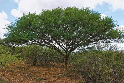 Acacia Fumosa