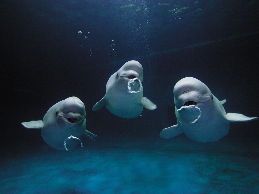 beluga whale pictures